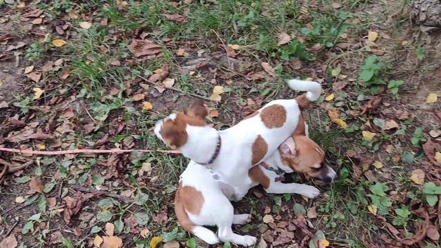 Беготня с Лакки. Собака Джек Рассел терьер. 5 месяцев. смотреть онлайн