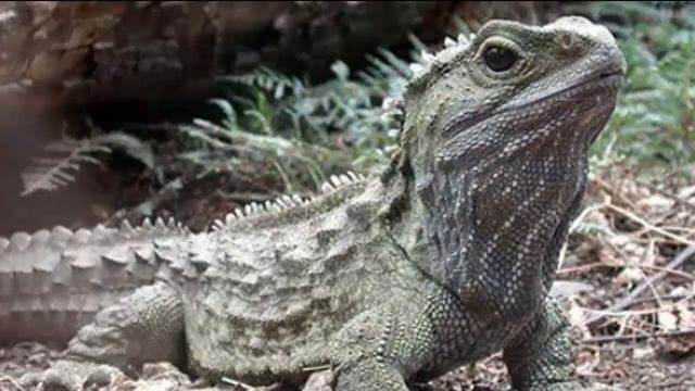 ГАТТЕРИЯ - Причудливая рептилия смотреть онлайн