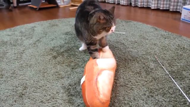 Серьёзный кот месит хлеб смотреть онлайн