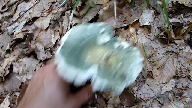 Golubača - Russula virescens смотреть онлайн