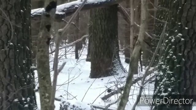 Нахаживаем щенка лайки в три месяца по кунице! смотреть онлайн