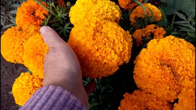 ДАЧНЫЙ СЕЗОН. ДЕНЬ ЗА ДНЕМ. 26 07 2019 смотреть онлайн