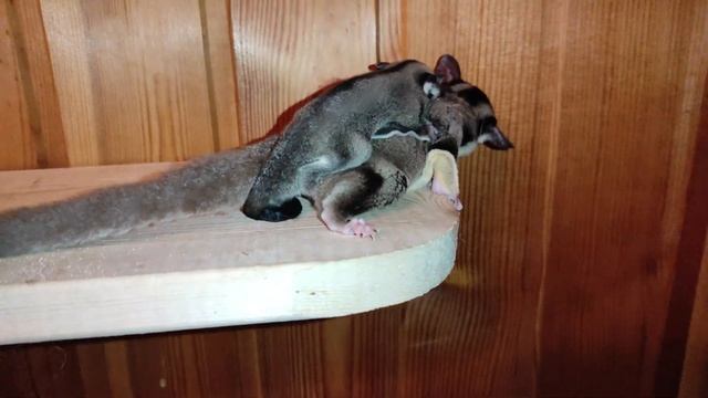 Сахарный поссум с детенышем на спине смотреть онлайн