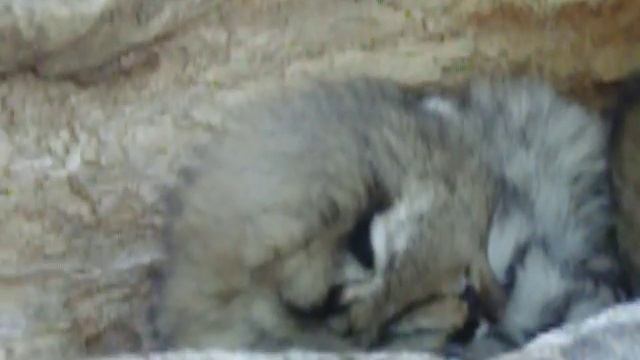 Pampas Cat смотреть онлайн