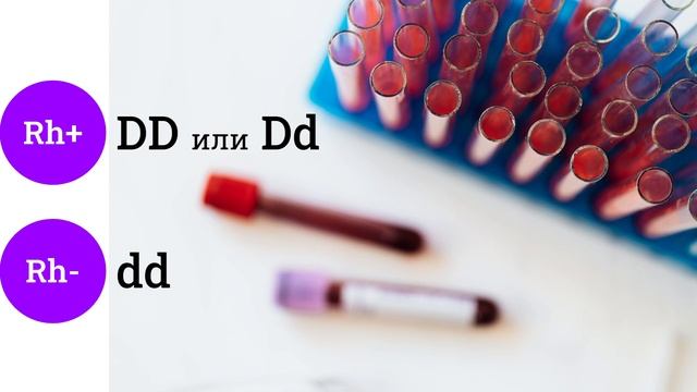 Наследование и определение резус-фактора, агглютинация | биология смотреть онлайн