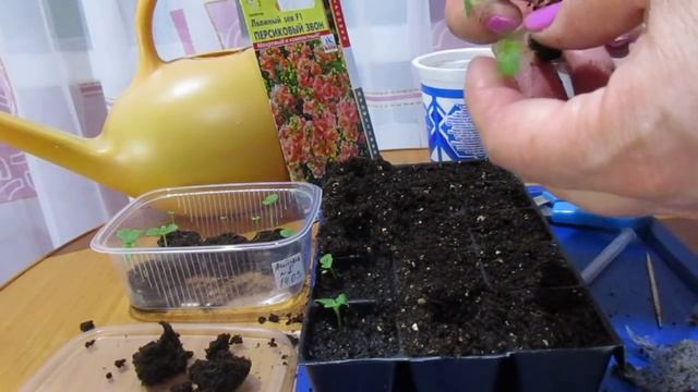 Пикирую Львиный зев 03.04.2018 смотреть онлайн