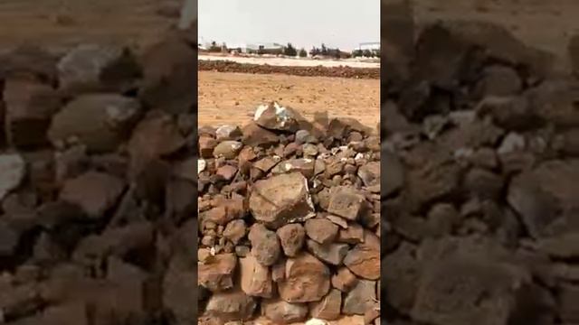 Nuevo bárbaro maltrato animal en Telde смотреть онлайн