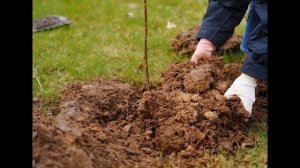 Почему не развивается саженец или нет прироста ???