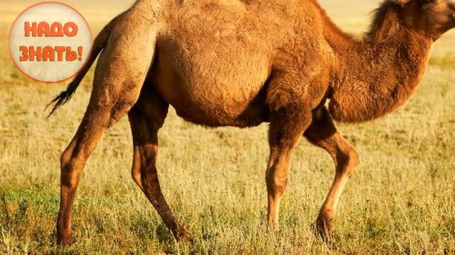 Почему верблюд горбатый? смотреть онлайн