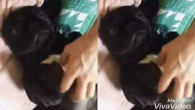 Тяв Тяв смотреть онлайн