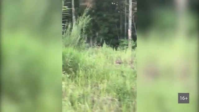 Встреча с четырьмя амурскими тиграми в Анучинском районе Приморья смотреть онлайн