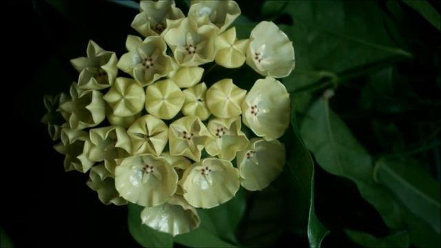 Just the Flowers Ma'am Hoya campanulata смотреть онлайн