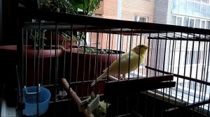 Пение кенара Роллера