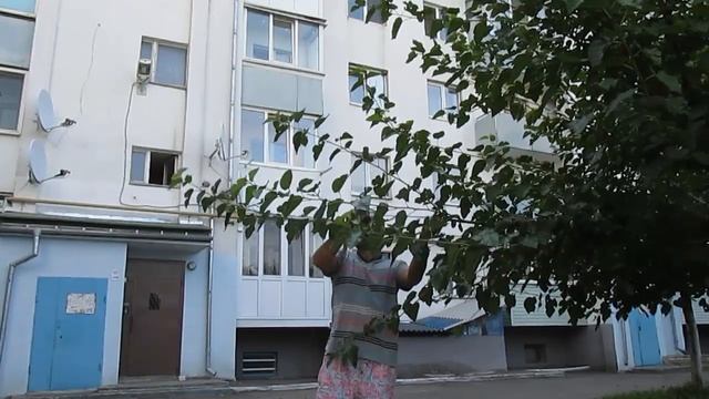 Шелковица до 1,8 метра прирост за сезон смотреть онлайн