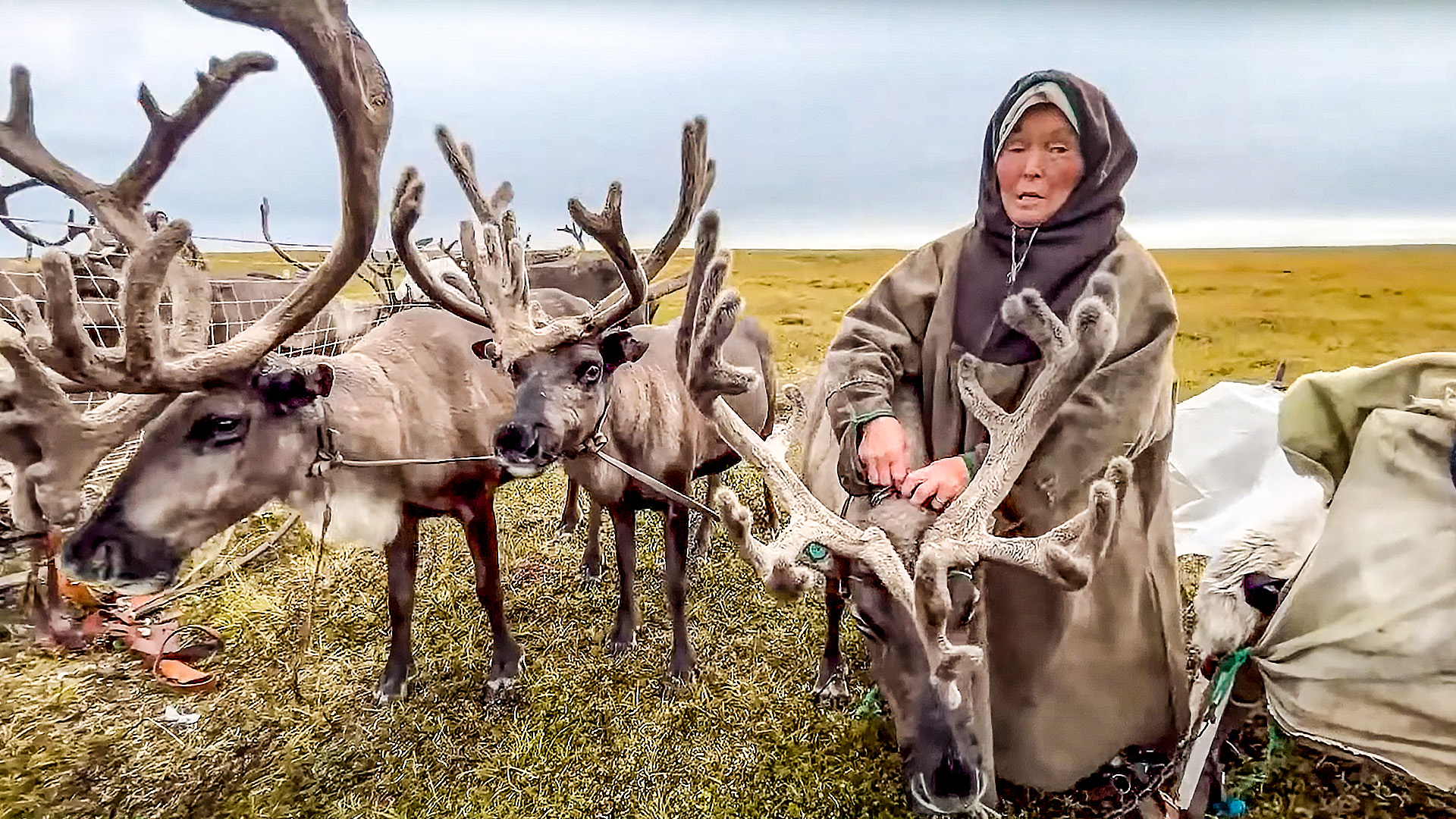 Как оленеводы кочуют в дождь. Видео путешествие в тундру. Север России. Ямал смотреть онлайн