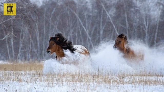 Якутская лошадь (саха ата) - The yakut horse смотреть онлайн