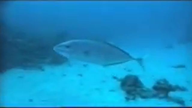 things that live in the sea... смотреть онлайн