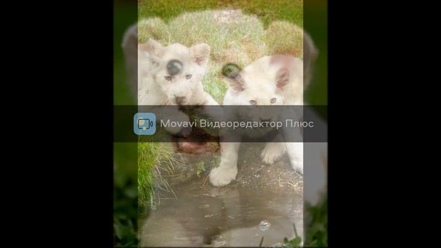 самые дорогие животные в мире. смотреть онлайн