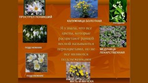 презентация первоцветы