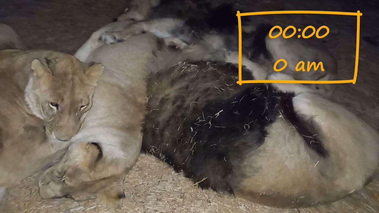 Как львы спят ночью зимой смотреть онлайн