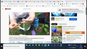 размножение хосты листочками