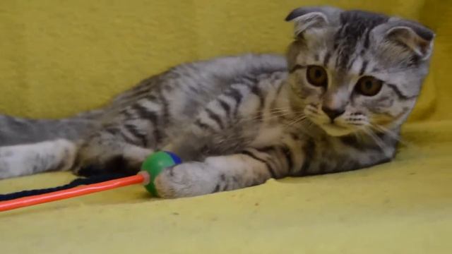 ПРЕДЛАГАЕМ: котята для Вас! Котята чистокровные шотландские редких и классических окрасов. смотреть онлайн