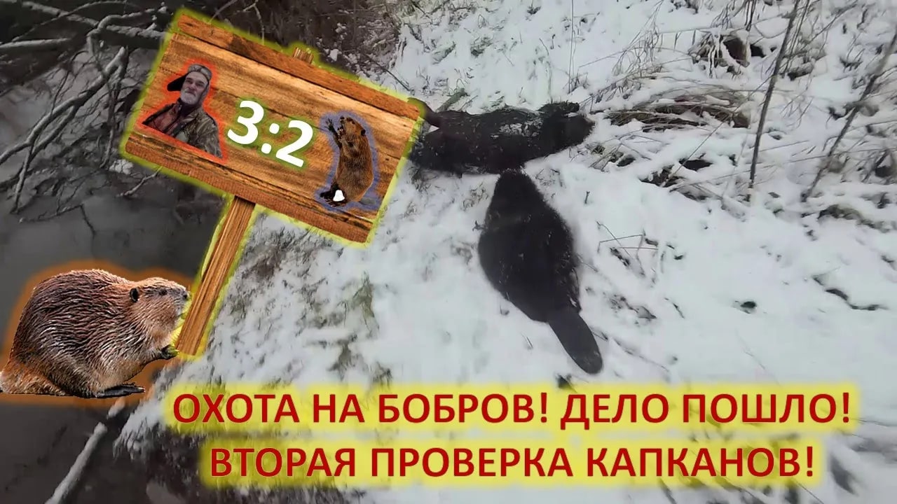 Охота на бобров с капканами осенью. Вторая проверка капканов. смотреть онлайн