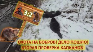 Охота на бобров с капканами осенью. Вторая проверка капканов.