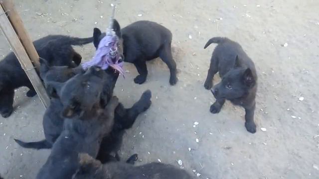 Началась продажа щенков на питомнике «Schwarzer Fluss».(German Shepherd Dog) смотреть онлайн
