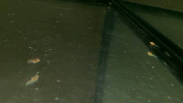 Мальки золотистого сомика смотреть онлайн