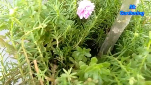 how to care moss rose flower plant in summers смотреть онлайн