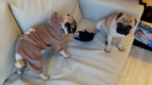 Мопсики|Собака грызет крысу!! смотреть онлайн