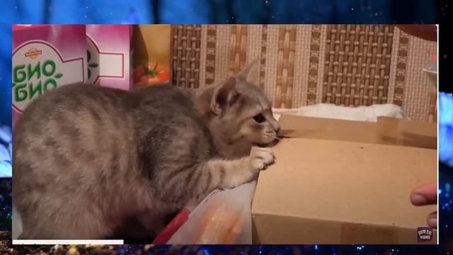 СВЕТА И ДОБРЫЕ ДЕЛА ВМЕСТЕ ........... смотреть онлайн