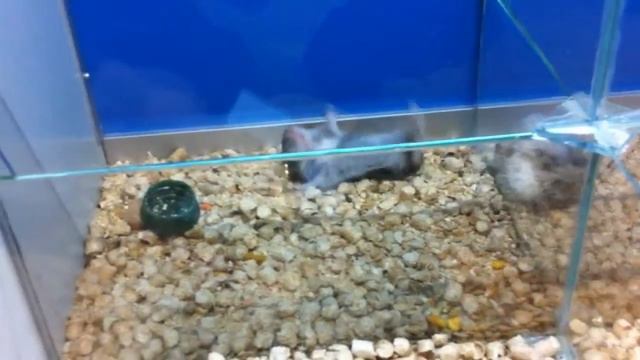 Хомяка плющит смотреть онлайн