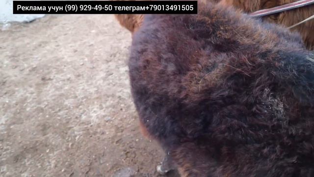 BUXORO SHAXAR MOL BOZOR 25.02.2024/ YOSH BUQACHA GUNOJIN NARXLAR TUSHMADIKU? смотреть онлайн