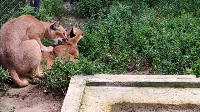 Caracal Caracal Spp. – Каракал звичайний (підвиди) - Caracal