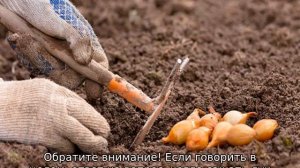 Когда сажать лук в Подмосковье