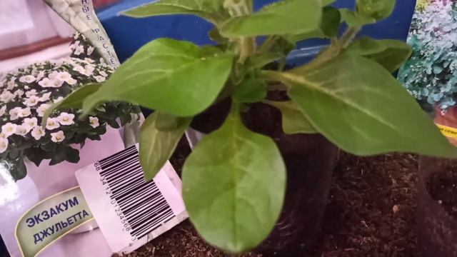 ЗЕМЛЯНИКА/ЭКЗАКУМ/МОИ НАБЛЮДЕНИЯ И РЕЗУЛЬТАТ 21г#195 смотреть онлайн