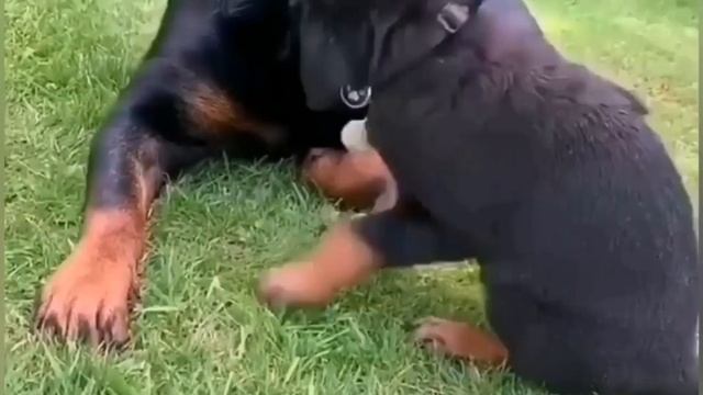 Ротвейлер. Плюсы и минусы породы