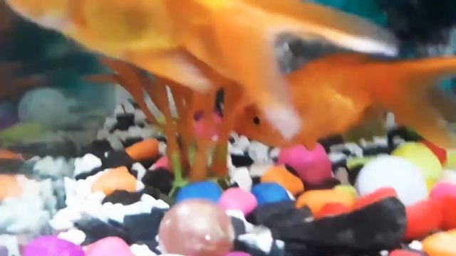 The four king of (Gold Fish) смотреть онлайн