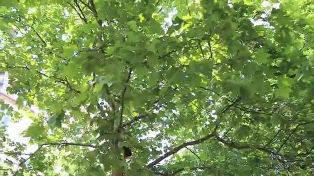 Canon EOS 100D смотреть онлайн