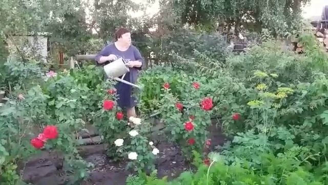 Сычевка без комаров. Спасибо акиму. Ещё бы водопровод.... смотреть онлайн