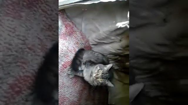 Алабай и котенок без страха..... смотреть онлайн