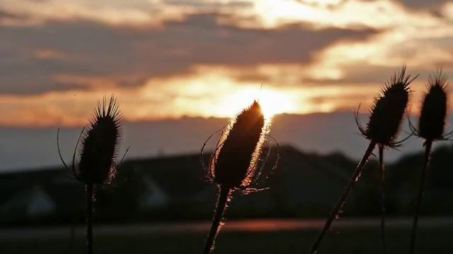 Башлачёв В чистом поле-дожди косые смотреть онлайн