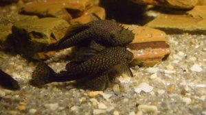 Брачные игры анциструсов (ухаживания)