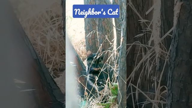 FUZZY CAT SAYS STOP TAKING A VIDEO OF ME!!!! I DON'T LIKE BEING ON CAMERA🐈 смотреть онлайн