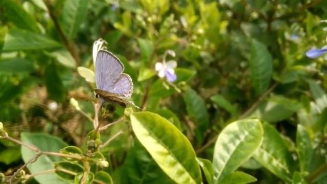 Бабочка-лето, осень-лиса