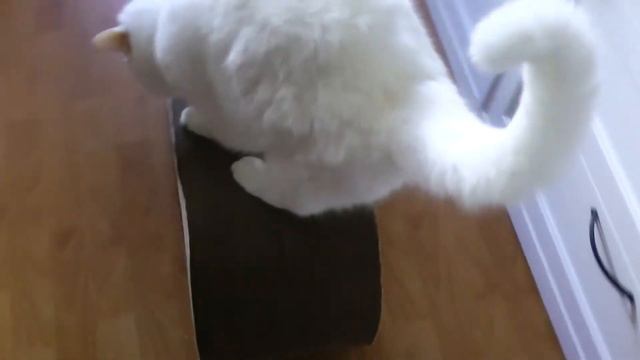 Возвращение в Питер / Когтеточка-лежанка Кот Барон / Туалет для животных "Makar" / Подарки из Орла смотреть онлайн