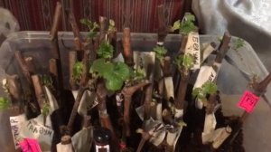 Укоренение черенков винограда в кокосовом субстрате, особенности и результат 2021г.