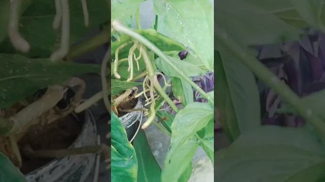syngonium plant care tips/ September 2023/gardening and crafts/propagating arrowhead plant смотреть онлайн